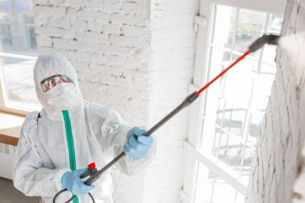 Protect Your Property with Professional Mold Removal